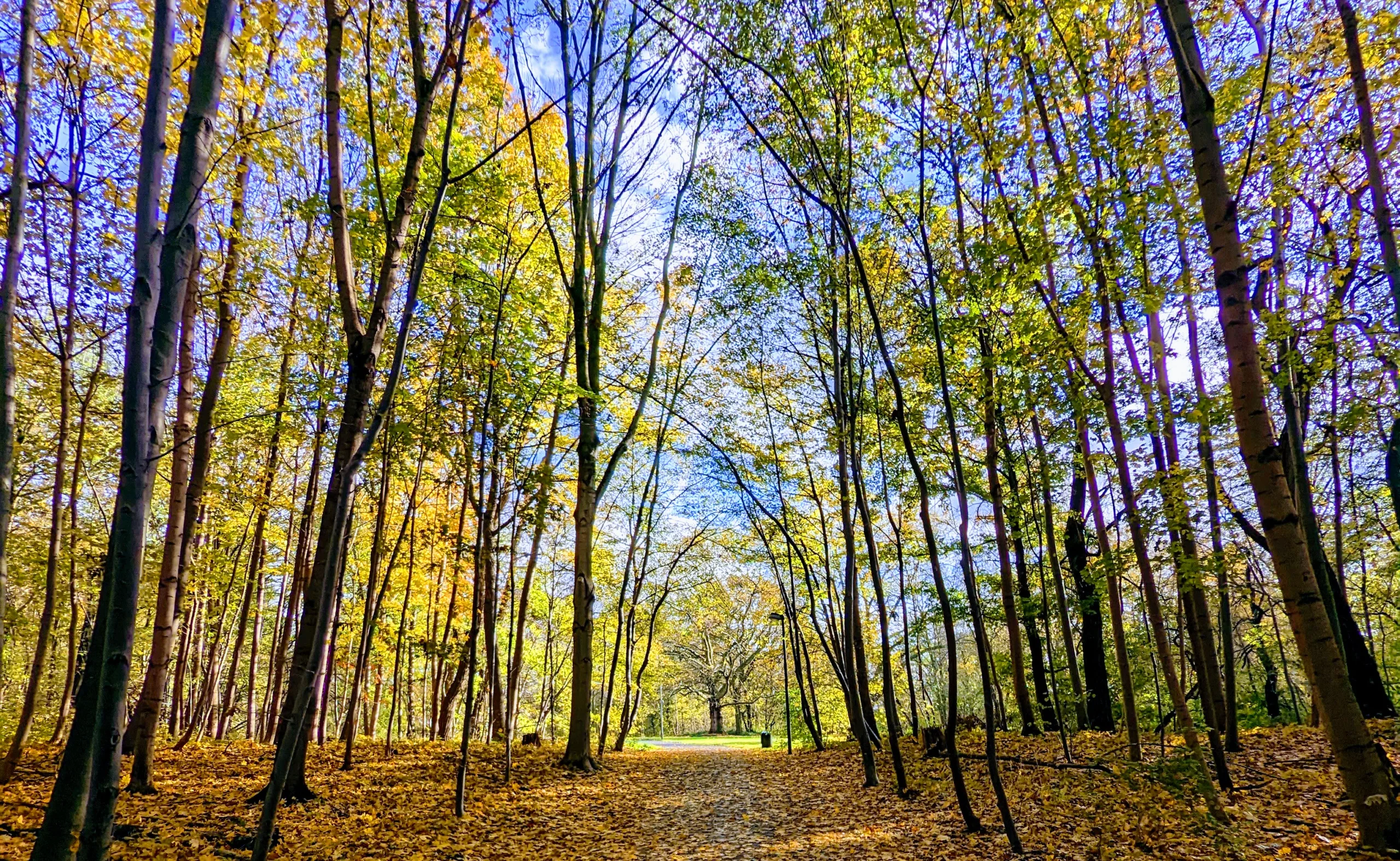 How has Hildegard of Bingen’s work been embraced by feminists?